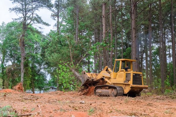 Cost of Trees Clearing in Roswell