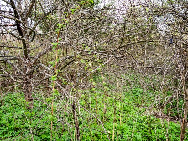 Cost of Underbrush Clearing in Roswell