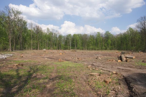 Cost of Pasture Clearing in Roswell