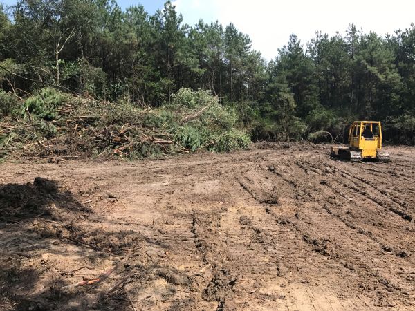 Cost of Thicket Clearing in Roswell