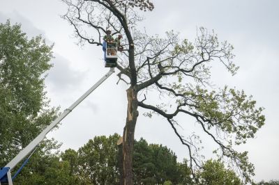 Tree Removal and Site Preparation